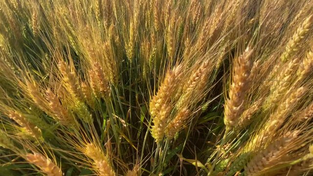 ears of wheat on the field a during sunset. wheat agriculture harvesting agribusiness concept. walk in large wheat field. large harvest of wheat in summer on the field landscape lifestyle