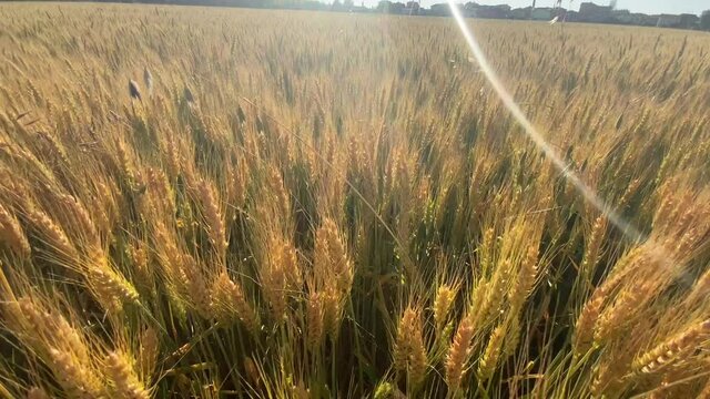 ears of wheat on the field a during sunset. wheat agriculture harvesting agribusiness concept. walk in large wheat field. large harvest of wheat in summer on the field landscape lifestyle