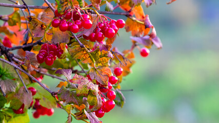Viburnum branch with red berries on a blurred autumn background