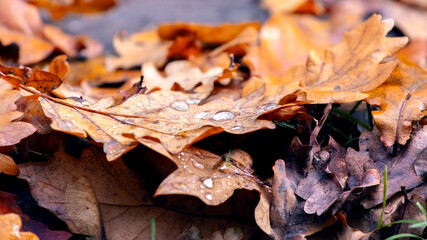Fallen oak leaves with raindrops, autumn background
