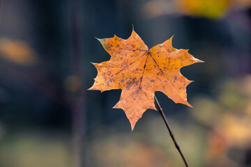 Orange dry maple leaf in the forest on a dark background