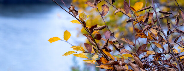 Branch with dry autumn leaves near the river on a blurred background. Autumn background