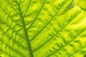 green alocasia odora leaf