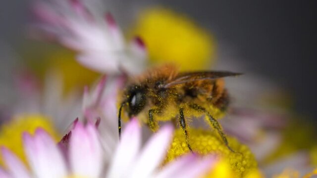 A close-up shoot of a Red Mason Bee (Osmia bicornis) on a dandelion flower