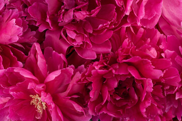 Decorative floral background. Red peony. 