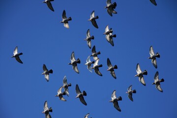 Taubenschwarm