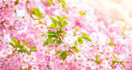 Obraz na płótnie Canvas Cherry blossom, spring sakura background