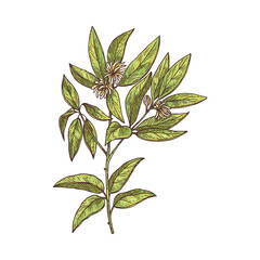 Anise branch with flowers and leaves engraving vector illustration isolated.
