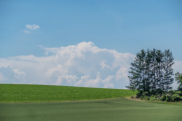 Obstbäume in idyllischer Hügellandschaft im Frühjahr