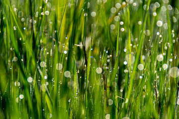 Fototapeta na wymiar Morning dew drops on green grass