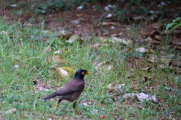 Mynas (English: Mynas) is a genus of perching birds. The surname Acridotheres is used in the family of birds and starlings (Sturnidae)