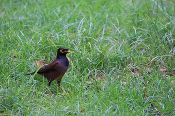 Mynas (English: Mynas) is a genus of perching birds. The surname Acridotheres is used in the family of birds and starlings (Sturnidae)