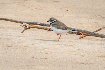 Small gray bird Big-billed plover on a sandy beach. Greater Sand Plover-Charadrius leschenaultii