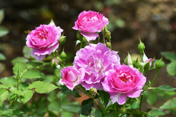 シェエラザード　ピンクのバラ