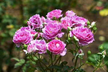 シェエラザード　ピンクのバラ