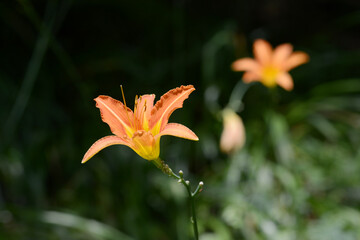 Obraz premium ノカンゾウ