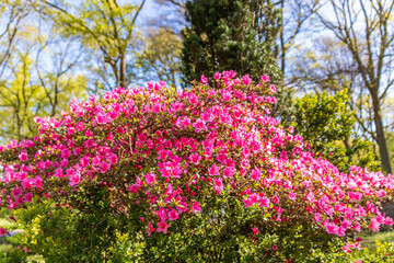 Blumen - Sommer 