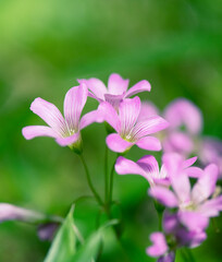 Fototapeta premium 晴天の昼のムラサキカタバミ1