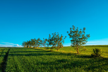 Fototapeta na wymiar Green field under blue sky with clouds