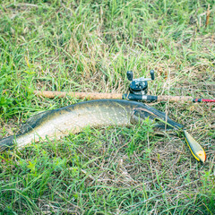 Pike and spinning with baitcasting reel on grass. Esox Lucius