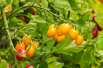 Beautiful ripe yellow tomatoes on a bush in the garden
