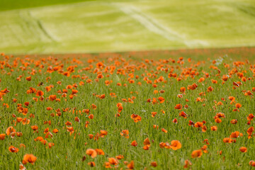 Klatschmohnblüten im Getreidefeld