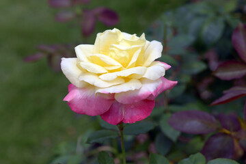 フレンチ・バヒューム　黄色とピンクのバラ