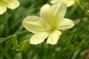 Obraz premium ヘメロカリス