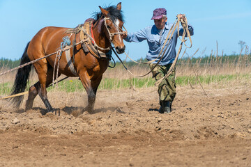 Man farmer with a horse harrowing a field on a sunny day. Concept of spring work in the field