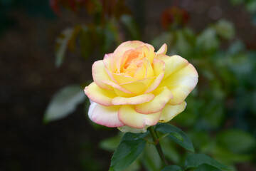 ミツコ　薔薇の花