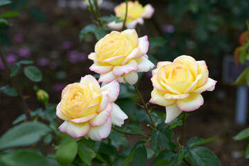 ミツコ　薔薇の花