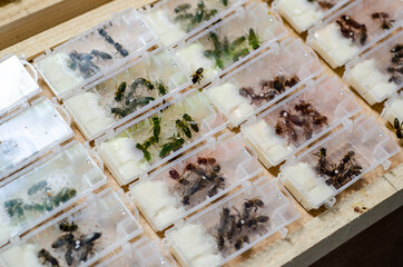 Packaged bees, honey bee queens for sale.