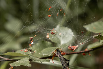 Spider on a web with leaves and branches