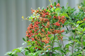 가을풍경 - 주황색 열매가 달린 피라칸다