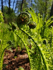 ferns in spring