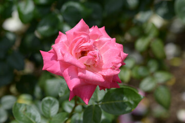 歌麿　ピンクのバラ