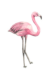 Flamingo watercolor illustration. Isolated on white. Animals, wildlife, beautiful bird, zoo. Pink drawing. Design elements. Paradise tropic symbol.