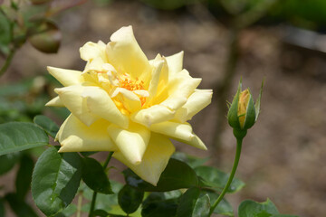 天津乙女　黄色い薔薇の花
