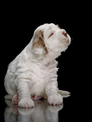 sweet newborn puppy . Clumber spaniel dog on black