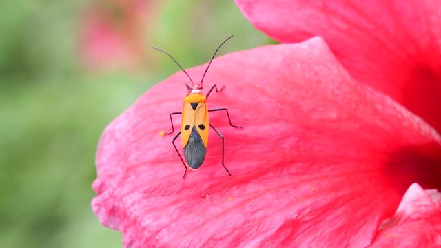 Dysdercus cingulatus Fabricius sitting on red