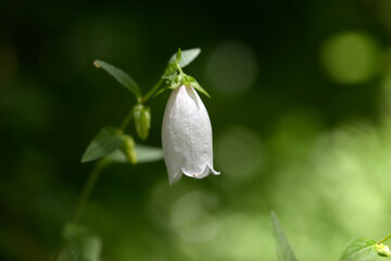 白い鈴の花