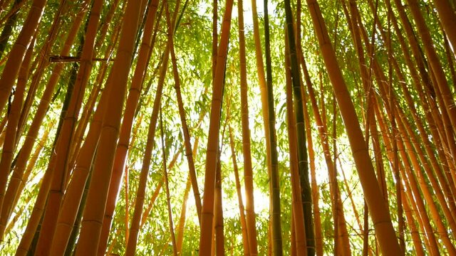 Bamboo forest, exotic asian tropical atmosphere. Green trees in meditative feng shui zen garden. Quiet calm grove, morning harmony freshness in thicket. Japanese or chinese natural oriental aesthetic.