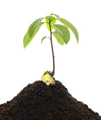 sprouted avocado seed with one sprout, planted in the ground on a white background.