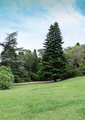 Fototapeta na wymiar Big trees along the walk way in the park