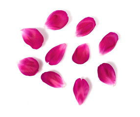 red peony petals set isolated on white background