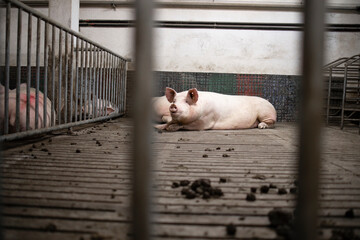 Pig domestic animal in the cage at pig farm.