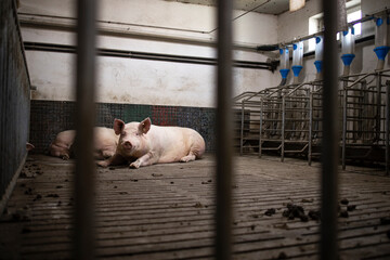 Pig domestic animal in the cage at pig farm.