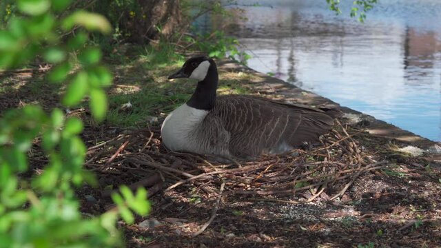A Canadian goose sitting on her nest beside a canal