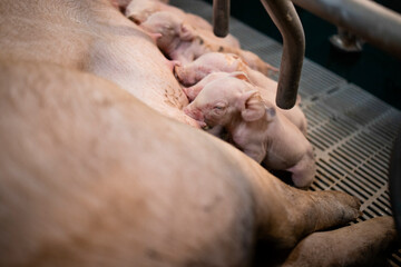 Close up view of hungry newborn pigs sucking mother's nipple in pigpen.