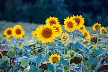 Fototapeta premium Field of Blooming Yellow Sunflowers at Sunset in Summer
